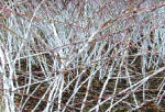 Rubus - White stemmed shrub