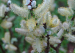 salix dwarf pussy willow