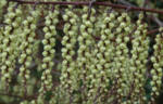 stachyurus praecox - winter flowering shrub