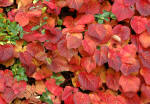 Vitis cognetiae - Autumn foliage shrub climber