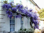 Wisteria