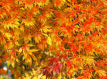 Acer foliage image