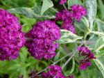 Buddleja Image