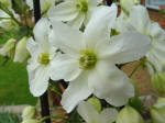 Clematis armandii