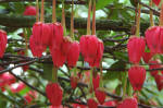 Crinodendron image