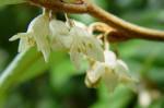 Elaeagnus ebbingei flowers