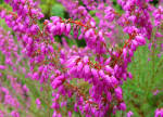 cerise flowers on Erica image