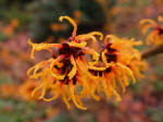 hamamelis - Witch Hazel shrub