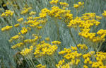 Helichrysum - Curry Plant