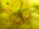 Hypericum