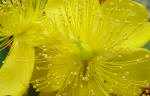 Hypericum closeup