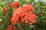 Ixora - Evergreen with orange flowers