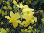 Jasminum nudiflorum - Winter Jasmine