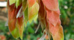 justica - once beleperone - The Shrimp Plant flowers