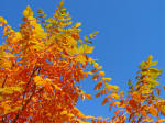 Koelretaria - Autumn color