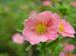 Potentilla - Cinquefoil