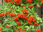 Pyracantha - Firethorn