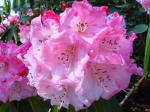 Rhododendron