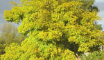 Robinia Frisia - Small tree - Large Shrub