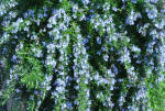 Rosemarinus - Trailing shrub