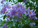 Solanum - Climbing potato