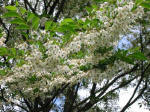 Styrax japonica - Snowdrop bush