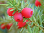 Taxus - Yew shrub with berries