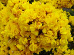 Ulex europa - double flowered gorse