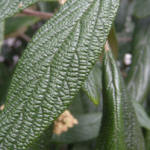 Viburnum rhytidophyllum