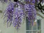 Wisteria sinensis flowers