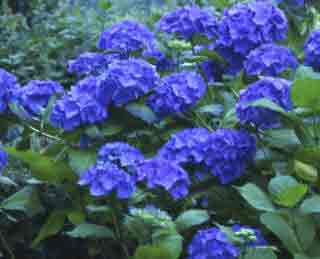 Blue flowering Hydrangea