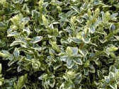 Variegated Box - Buxus variegatum