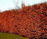 Hornbeam Hedge