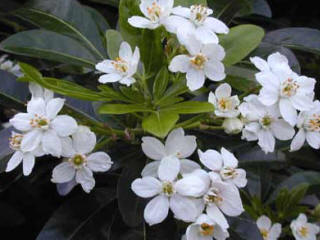 Choisya ternata Mexican orange blossom in flower.