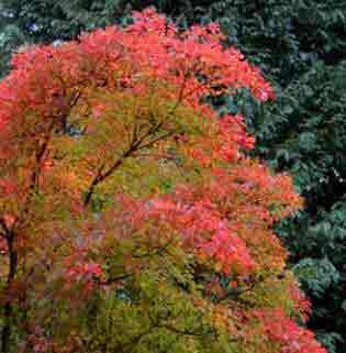 Cotinus obovatus - sometimes called Cotinus americanus - showing the brilliant autumn foliage.