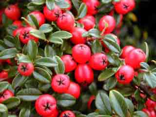 Cotonease Coral Beauty - Low growing good berries Cotoneasr