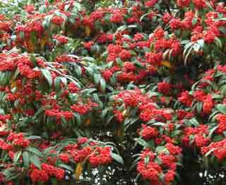 Cotoneaster Cornubia showing masses of red berries