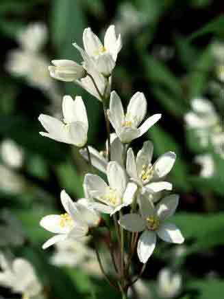 Deutzia gracilis spray of pure white flowers
