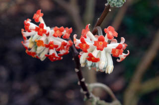 Edgeworthia chrysantha Red Dragon