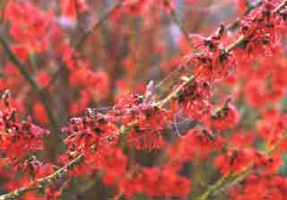 Bright orange red flowers in midwinter - Hamamelis Diane