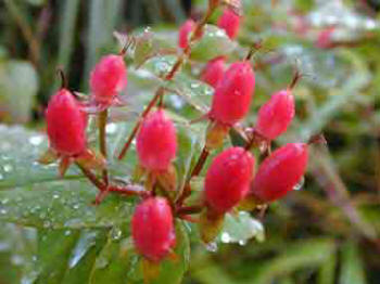 Hypericum x inodorum Elstead - showing the berries.