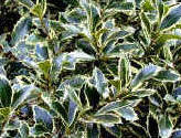 Ilex Silver Queen - Silver variegated Holly