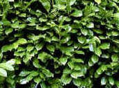 Laurel Hedging Plants