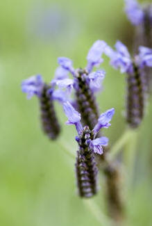 Lavandula canariensis - a tender lavender