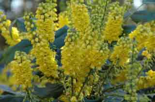 Mahonia x media Underway - long winter flowering season