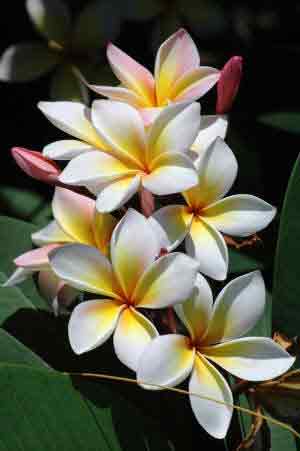 Plumeria - Frangipani 