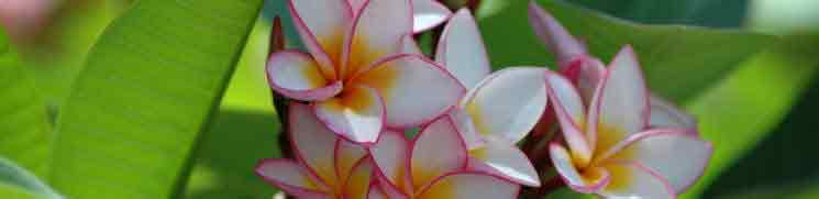 Plumeria rubra