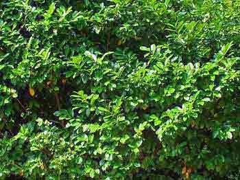Prunus laurocerasus - The common Cherry Laurel