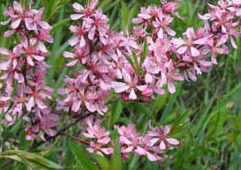 Prunus tenella - spring flowering ornamental cherry