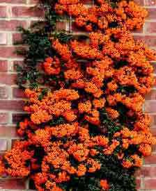 Stunning crop of orange berries on Firethorn